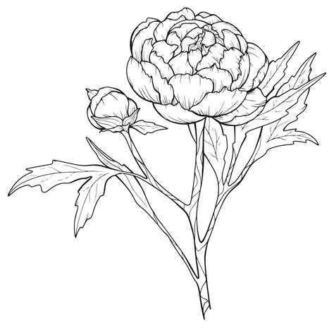 peony drawing